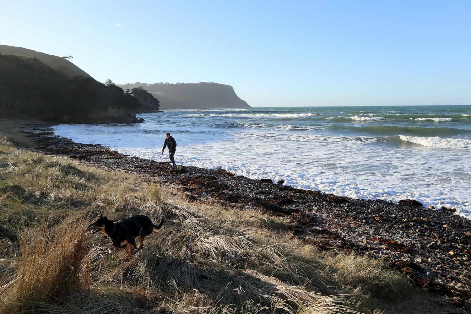 Dr Aaron Hawkins in long distant shot with his pet Kelpie walking on the beach