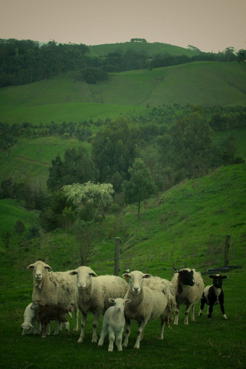 photo-elise-ly-5